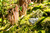 Genus Alloclavaria