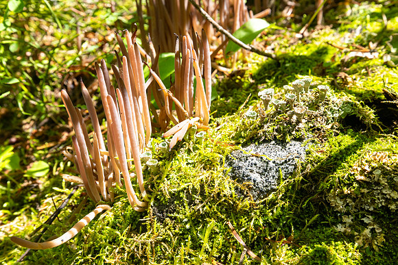 Genus Alloclavaria