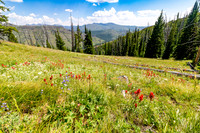 Wildflowers east of Chaw Pass and Eye of the Needle
