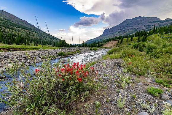 Paintbrush along Cache Creek