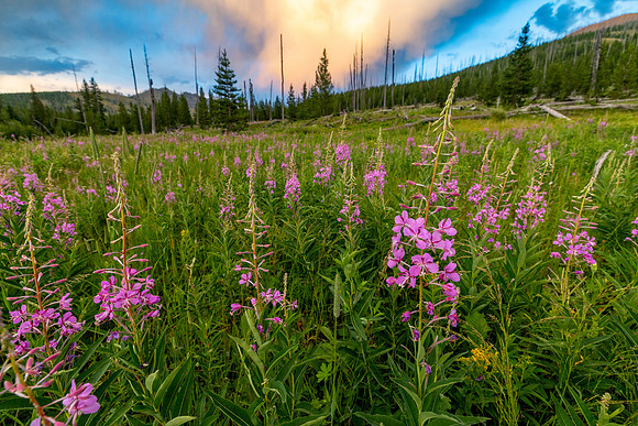 Sunset storm and fireweed patch