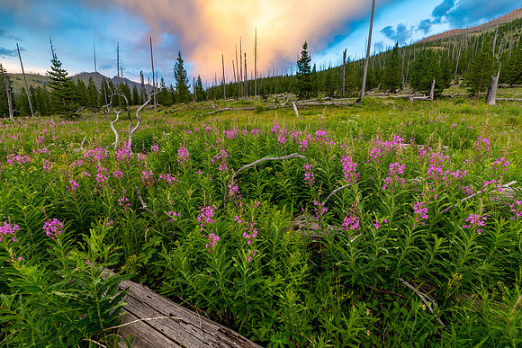 Sunset storm and fireweed patch (2)