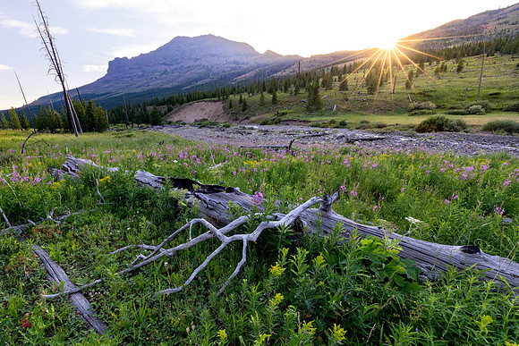 Sunset over fireweed and Chaw Pass