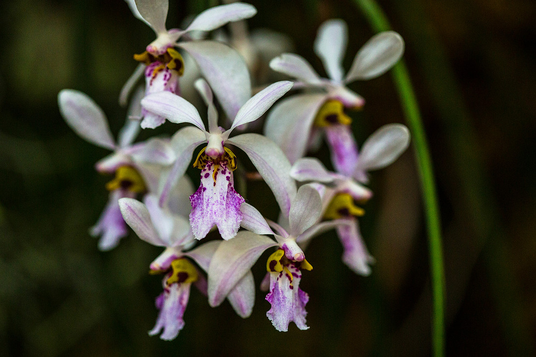 Wang's Holcoglossum - Holcoglossum wangii