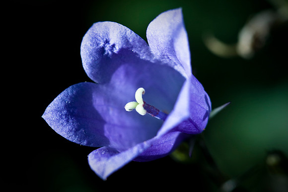Harebell