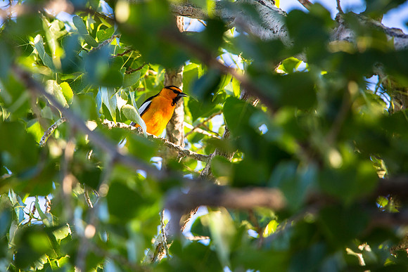 Bullock's Oriole (4)- Icterus bullockii