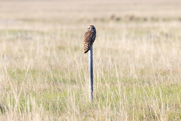 Short-eared Owl (Asio flammeus) perched on a pole