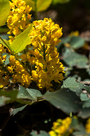 Oregon Grape - Mahonia repens