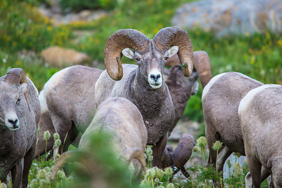Bighorn Sheep at Logan (2)