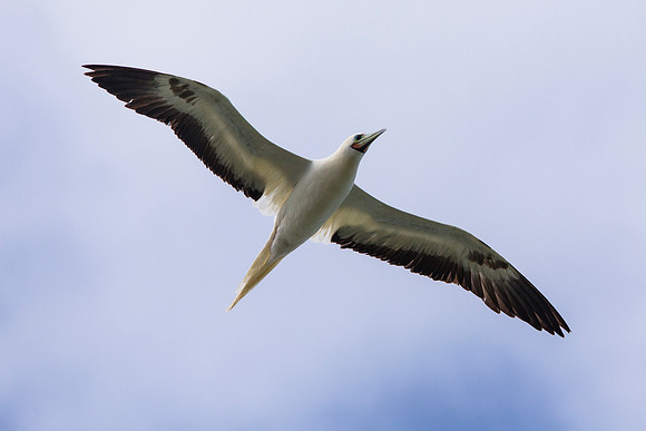 Red-footed Booby - Sula sula