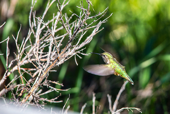 Broad-tailed Hummingbird (5) - Selasphorus platycercus