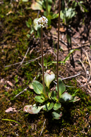 Diamond-leaved Saxifrage - Saxifraga rhomboidea