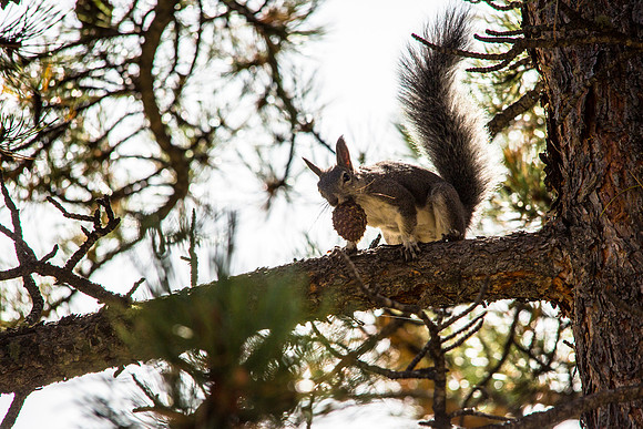 Aberts Squirrel and COne (2)