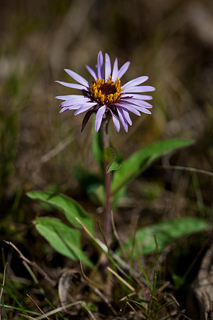 Siberian Aster - Aster sibiricus