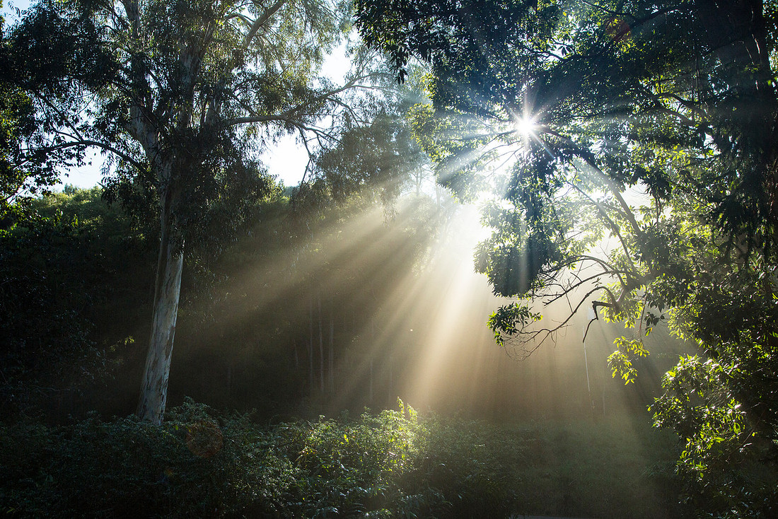 Morning Fog Rays