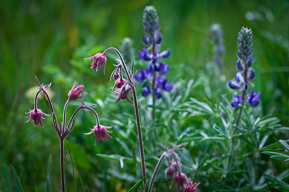 Prairie Smoke and Silky Lupine