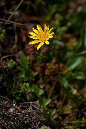 Kamchatcka Dandelion - Taraxacum kamchaticum