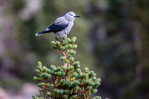 Clark's Nutcracker - Nucifraga columbiana
