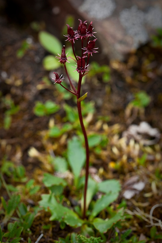 Alaska Saxifrage - Saxifraga razshivinii (davurica)