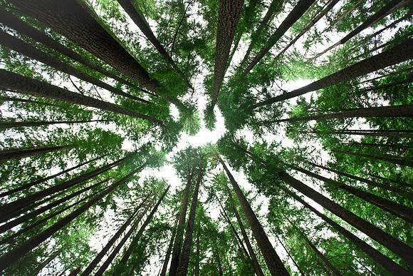 Sitka Spruce Forest
