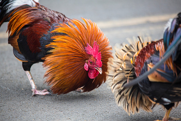 Dueling Red Junglefowl - Gallus gallus (2)