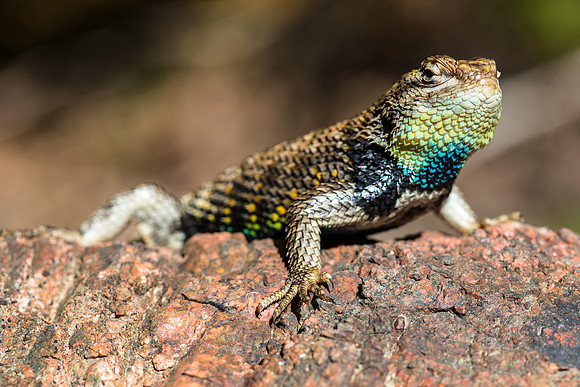 Yellow-backed Spiny Lizard