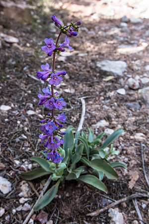 Thickleaf Penstamon - Penstamon pachyphyllus