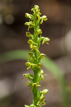 Northern Green Rein Orchid - Platanthera hyperborea