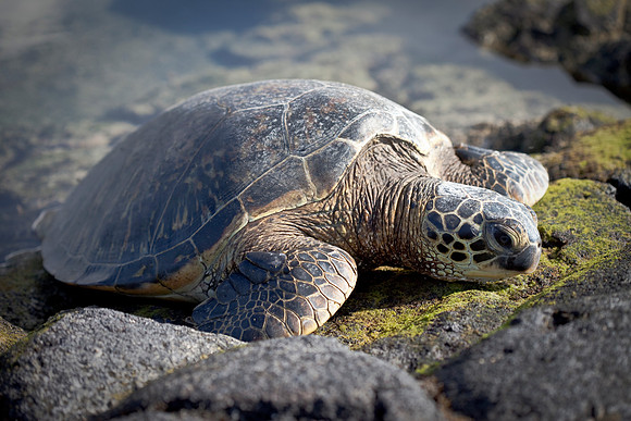 Green Sea Turtle - Hōnu