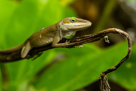 Green Anole - Anole carolinensis