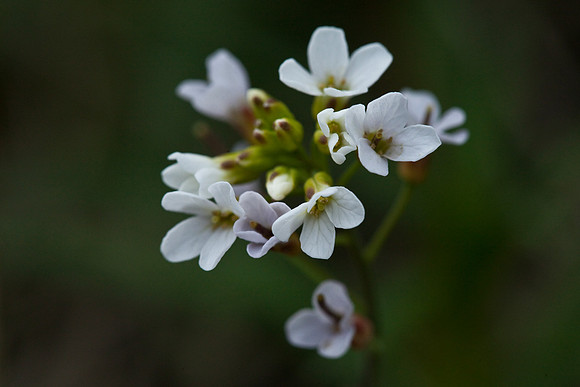 Kamchatka Rockcress - Arabis kamchatica