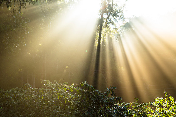 Morning Fog Rays (2)