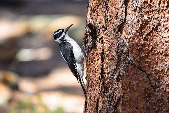Hairy Woodpecker Female - Picoides villosus