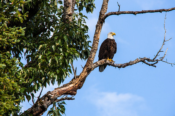 Bald Eagle near Lake McDonald