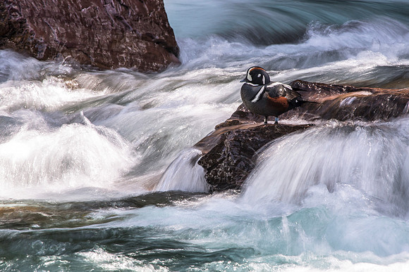 Harlequin Duck (Long exposure)