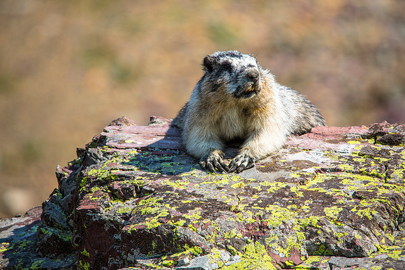 Marmot on a Rock