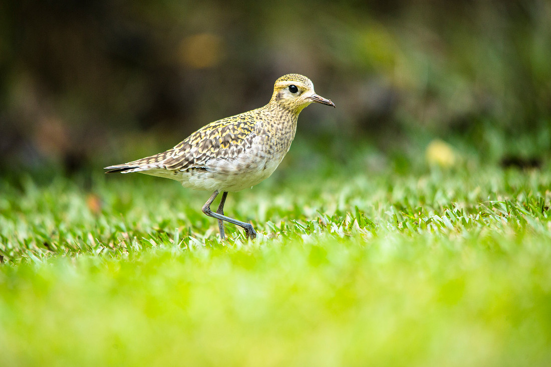 Pacific golden plover - Pluvialis fulva