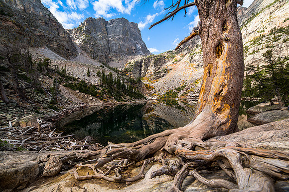 Emerald Lake and Limber Pine