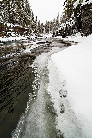 Tracks Along Lake McDonald Creek