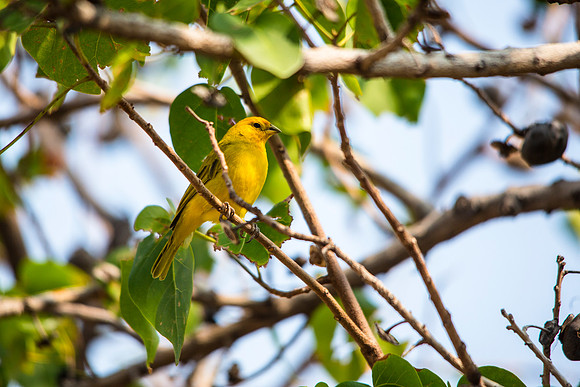 Saffron Finch - Sicalis flaveola