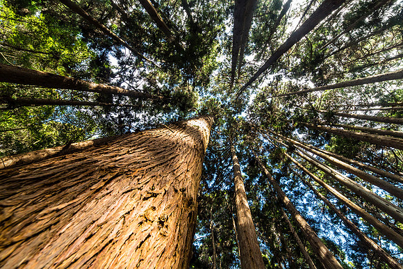 Forest Trail Koke'e Trees