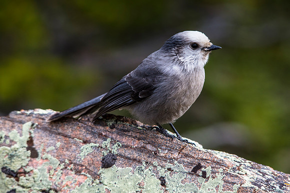 Gray Jay - Perisoreus canadensis