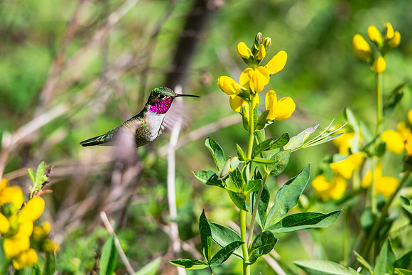 Broad-tailed Hummingbird Feeding on Golden Banner (2)