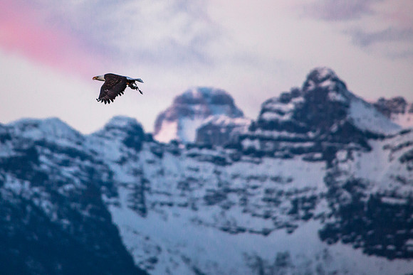 Eagle with Coot Sunset