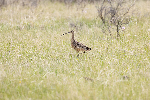 Long-billed curlew (Numenius americanus) seaching for food in a