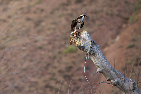 Osprey and Breakfast