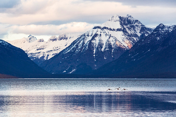 Mergansers over Lake McDonald