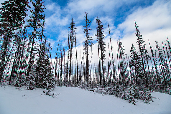 Winter Blue Skies