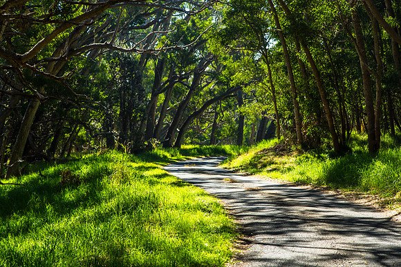 Mauna Loa Access Road Canopy