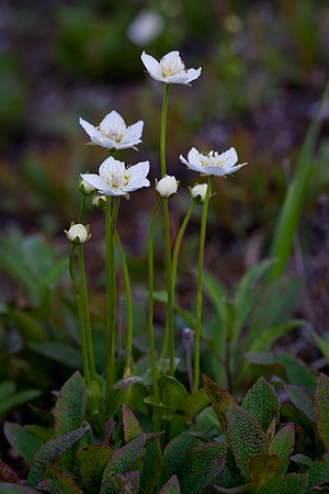 Grass of Parnassus - Parnassia palustris
